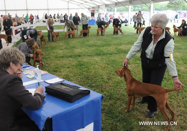 An exhibitor displays her Hungarian Vizsla to a judge during the National Dog Show in Stafford, north of Birmingham, Britain, May 8, 2011. The annual National Dog Show, organized by the Birmingham Dog Show Society since 1859, was held in Stafford from May 5 to 8, judging over 15,000 dogs from around 200 breeds. [Zeng Yi/Xinhua]