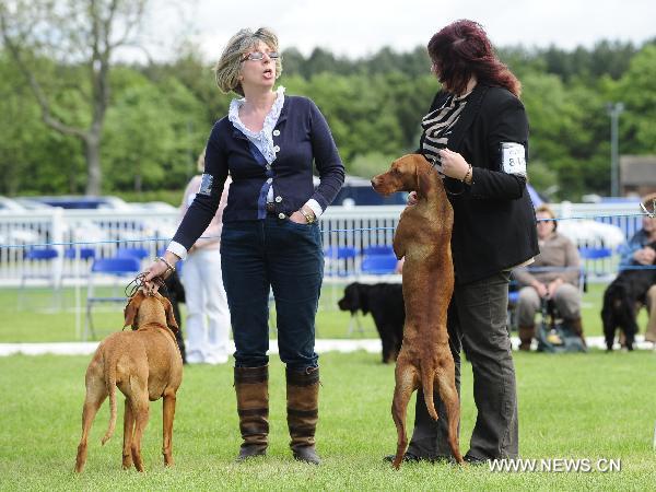 Exhibitors display their Hungarian Vizslas during the National Dog Show in Stafford, north of Birmingham, Britain, May 8, 2011. The annual National Dog Show, organized by the Birmingham Dog Show Society since 1859, was held in Stafford from May 5 to 8, judging over 15,000 dogs from around 200 breeds. [Zeng Yi/Xinhua]