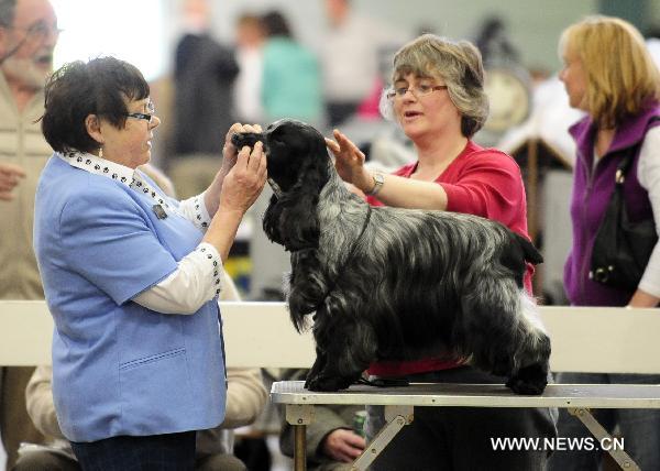 An exhibitor (R) displays her Spaniel to a judge during the National Dog Show in Stafford, north of Birmingham, Britain, May 8, 2011. The annual National Dog Show, organized by the Birmingham Dog Show Society since 1859, was held in Stafford from May 5 to 8, judging over 15,000 dogs from around 200 breeds. [Zeng Yi/Xinhua]