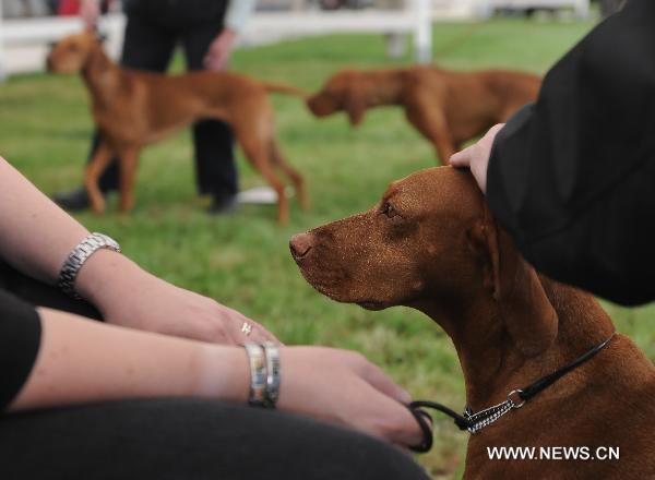 A Hungarian Vizsla is seen during the National Dog Show in Stafford, north of Birmingham, Britain, May 8, 2011. The annual National Dog Show, organized by the Birmingham Dog Show Society since 1859, was held in Stafford from May 5 to 8, judging over 15,000 dogs from around 200 breeds. [Zeng Yi/Xinhua]