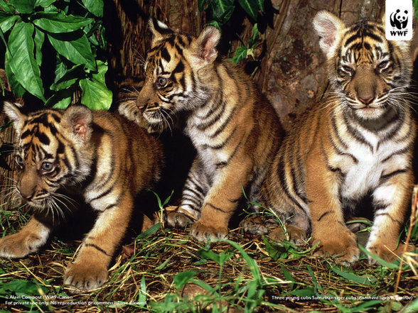 The Sumatran tigers are the smallest tiger subspecies. They are only found on the Indonesian island of Sumatra. [WWF] 