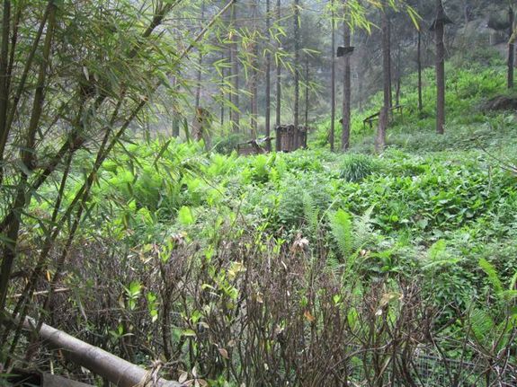 The 3,000-square-meter enclosure at Wolong National Nature Reserve where Taotao, a nine-month-old giant panda, did his first stage of wilderness training. [Wang Qian/china.org.cn]. 