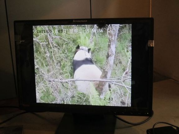 A computer tracks activities of Caocao, Taotao’s mother, a wild panda. 