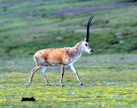 A Tibetan antelope looks for food on the grassland in Qiangbei, Tibet Autonomous Region, southwest China, July 31, 2009. [Xinhua]