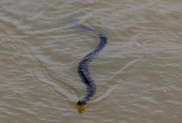 A snake swims as floodwaters slowly rise in Holly Grove, Arkansas May 10, 2011. [China Daily]