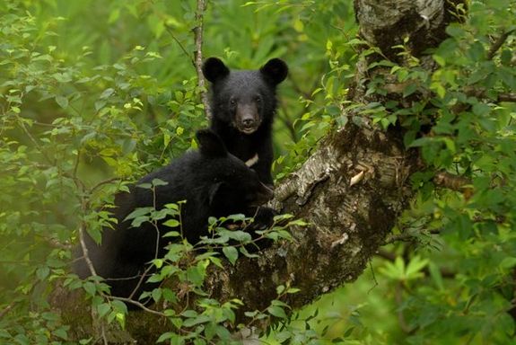 An Asian black bear at the Tangjiahe Nature Reserve. [Courtesy of Deng Jianxin]