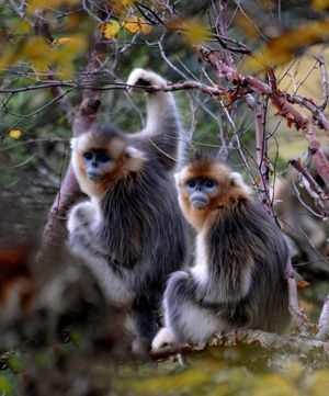 Golden monkeys at the Tangjiahe Nature Reserve. [Courtesy of Deng Jianxin]