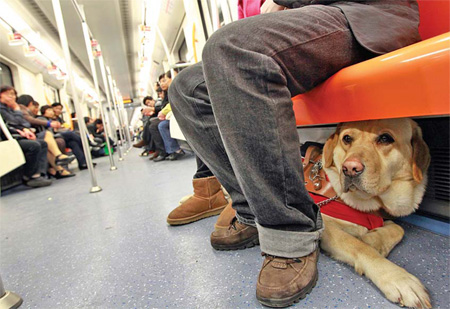 The 2-year-old guide dog Yile sits under a chair in a subway train in Shanghai on March 27. For the 26-year-old Xie Danling, a blind woman in the city, the Labrador retriever has become an indispensable member of her family. 