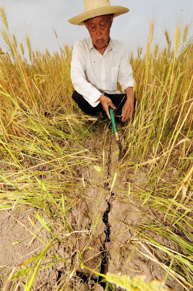 A farmer looks at the farmland with cracks and withered crop due to severe drought in Junshan district of Yueyang city, Central China&apos;s Hunan province, May 11, 2011.[Xinhua]