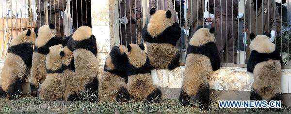 File photo taken on Jan. 4, 2010, shows giant pandas transfered to Wolong's breeding base at the Bifeng Gorge in the city of Ya'an, southwest China's Sichuan Province, after the massive earthquake in 2008. 