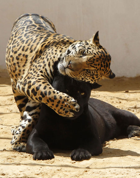 Lolo, a black jaguar, plays with Ward, her 14-month-old spotted cub, inside their enclosure at the zoo in Amman May 12, 2011. [Xinhua/Reuters Photo]