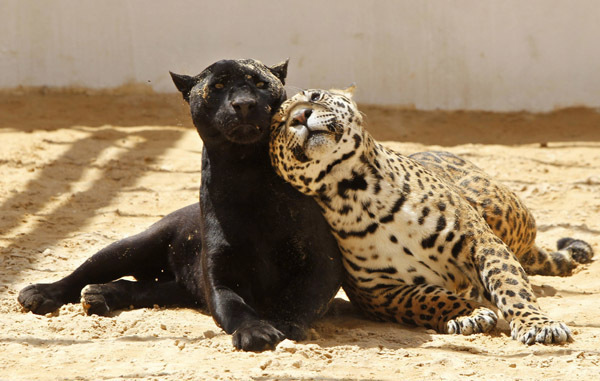 Lolo, a black jaguar, plays with Ward, her 14-month-old spotted cub, inside their enclosure at the zoo in Amman May 12, 2011.[Xinhua/Reuters Photo]