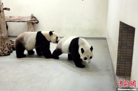 File Photo: There&apos;s been much speculation over the health of panda Yuan Yuan. She was sent to Taiwan with her partner Tuan Tuan, from the Chinese Mainland, three years ago to Taipei Zoo and keepers there believe she is now pregnant. 