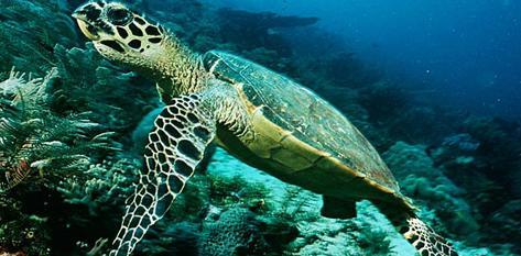 Sea turtle [worldbiodiversity2011.com] 