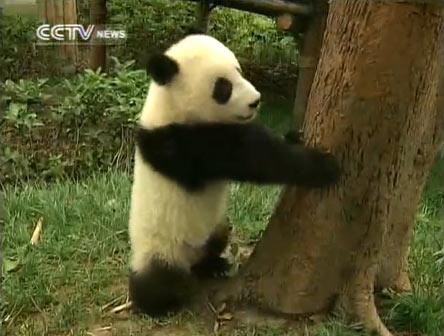 Baby giant pandas are growing up healthily in southwest China&apos;s Sichuan province.