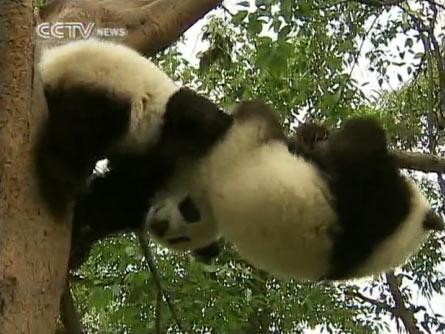 Baby giant pandas are growing up healthily in southwest China's Sichuan province.