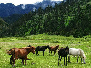 Tibet, the Roof of the World, is the highest region on Earth, with an average elevation of 4,900 meters. Located in a plateau north of the Himalayas, it is a mysterious, exotic place for many outsiders. Since the beginning of the 20th century, the massive, tranquil land with its majestic scenery and mysterious religious culture has exerted an awesome draw on travelers. [三人/forums.nphoto.net]