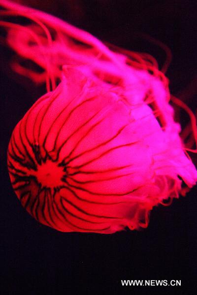 A jellyfish floats through its basin at Qingdao Aquarium in Qingdao, east China&apos;s Shandong Province, May 15, 2011. The Aquarium presents four different species of jellyfish as of now. [Xinhua] 