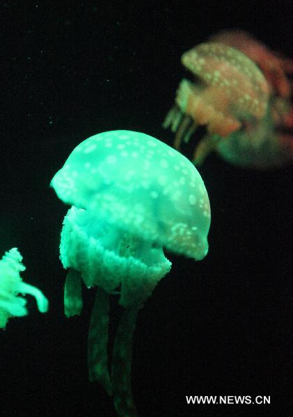 Jellyfish float through their basin at Qingdao Aquarium in Qingdao, east China&apos;s Shandong Province, May 15, 2011. The Aquarium presents four different species of jellyfish as of now. 