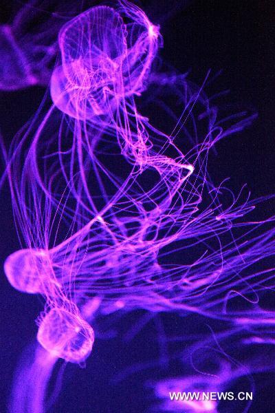 Jellyfish float through their basin at Qingdao Aquarium in Qingdao, east China&apos;s Shandong Province, May 15, 2011. The Aquarium presents four different species of jellyfish as of now.