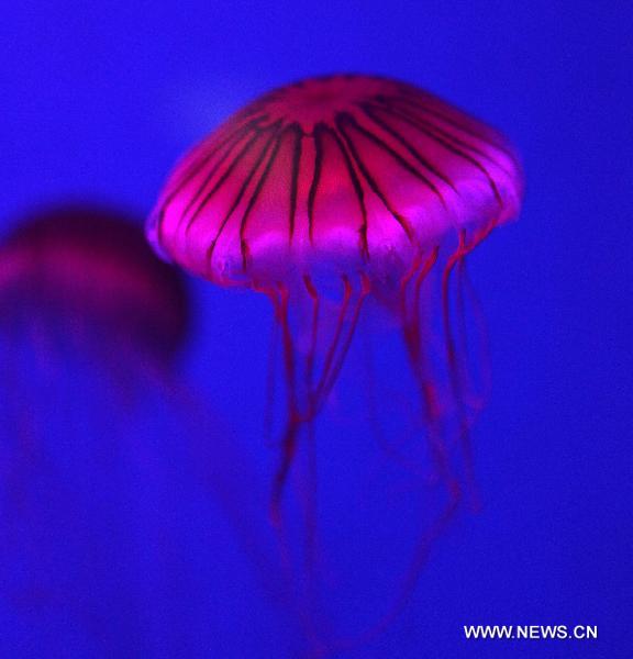 A jellyfish floats through its basin at Qingdao Aquarium in Qingdao, east China&apos;s Shandong Province, May 15, 2011. The Aquarium presents four different species of jellyfish as of now. 