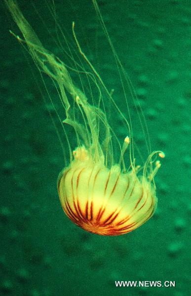 A jellyfish floats through its basin at Qingdao Aquarium in Qingdao, east China&apos;s Shandong Province, May 15, 2011. The Aquarium presents four different species of jellyfish as of now. 