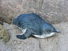Blue penguins were unable to find food [wildlifeextra.com] 