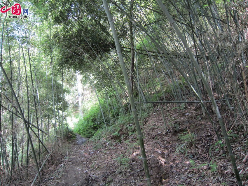 A bamboo forest in Fengtongzhai Nature Reserve. [Wang Qian/China.org.cn]