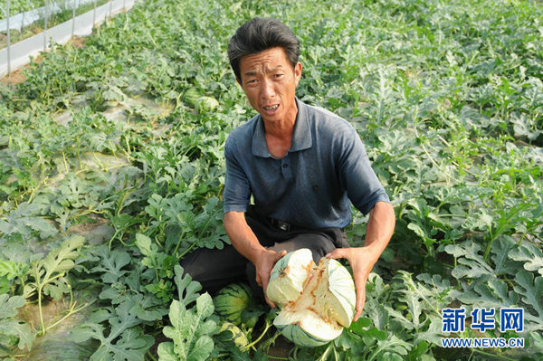 Watermelons have been bursting by the score in eastern China after farmers gave them overdoses of growth chemicals during wet weather.