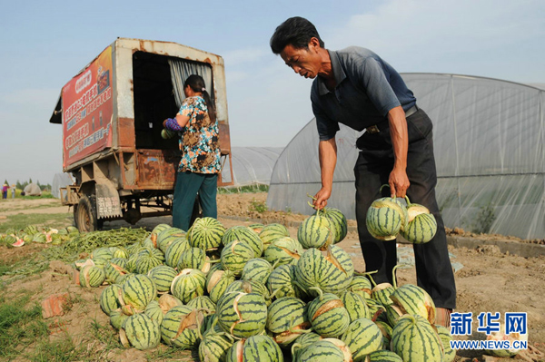 Watermelons have been bursting by the score in eastern China after farmers gave them overdoses of growth chemicals during wet weather.