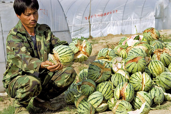 Watermelons have been bursting by the score in eastern China after farmers gave them overdoses of growth chemicals during wet weather. In the photo a famer shows the watermelon growth accelerator forchlorfenuron.