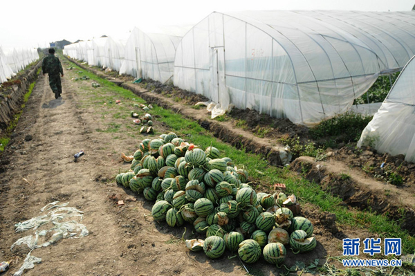Watermelons have been bursting by the score in eastern China after farmers gave them overdoses of growth chemicals during wet weather.