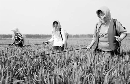 Farmers spray pesticides in a wheat field in East China's Shandong province, on Tuesday. [China Daily]