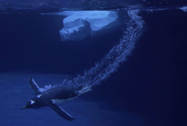 Gentoo penguins steal the show at London aquarium