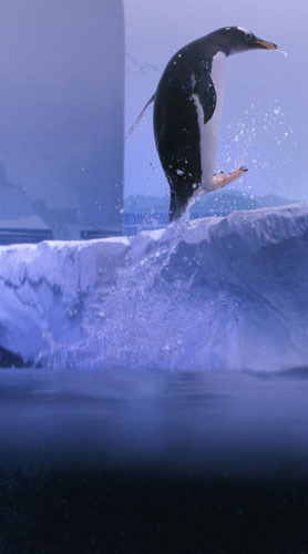 Gentoo penguins steal the show at London aquarium