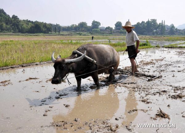 A farmer ploughs in a paddy field in Taibai Township of Wuyuan County, east China's Jiangxi Province, May 21, 2011. The 8th solar term of 'Grain Full', a Chinese seasonal marker that tells farmers to work hard to secure a harvest as the grain becomes plump, falls upon Saturday. [Xinhua]