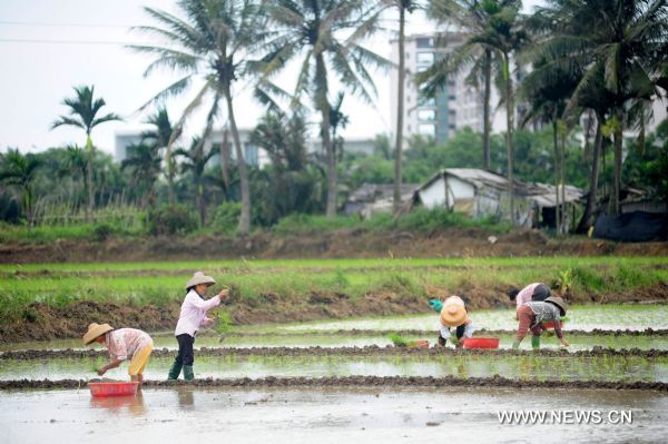 Farmers from Bo'ao Township plant rice seedlings in paddy fields in Qionghai, south China's Hainan Province, May 21, 2011.