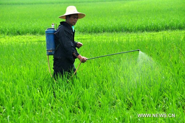 A farmer of Pumiao Township sprays pesticide in the field in Nanning, south China's Guangxi Zhuang Autonomous Region, May 21, 2011. The 8th solar term of 'Grain Full', a Chinese seasonal marker that tells farmers to work hard to secure a harvest as the grain becomes plump, falls upon Saturday. (Xinhua/Lu Bohan) (yyq) (ljh) 