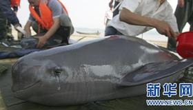 Yangtze River dolphins weather record drought