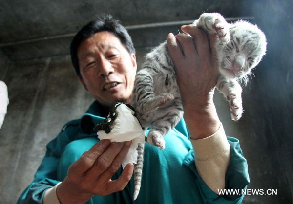 A feeder nurses a white tiger at a nursery house in the Xixiakou wildlife protection area in Weihai, east China&apos;s Shandong Province, May 21, 2011. The eight-year-old white tiger mother &apos;Lili&apos; gave birth Friday to two white female tigers and two snowwhite female tigers, belonging to a relatively rare species. These four tiger cubs now have to get fed from a &apos;dog mother&apos;, because the tiger mother, who has already given birth to another quadruplets of three snowwhite tigers and one white tiger last September, refuses to feed her kids. (Xinhua/Yu Qibo)(zxh) 