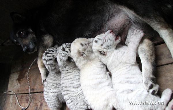 The newly-born quadruplets of tiger cubs get breast-fed from a dog mother at a nursery house in the Xixiakou wildlife protection area in Weihai, east China&apos;s Shandong Province, May 21, 2011. The eight-year-old white tiger mother &apos;Lili&apos; gave birth Friday to two white female tigers and two snowwhite female tigers, belonging to a relatively rare species. These four tiger cubs now have to get fed from a &apos;dog mother&apos;, because the tiger mother, who has already given birth to another quadruplets of three snowwhite tigers and one white tiger last September, refuses to feed her kids. (Xinhua/Yu Qibo)(zxh) 