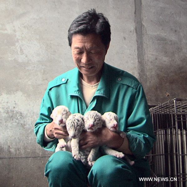 A feeder shows the newly-born quadruplets of tiger cubs at a nursery house in the Xixiakou wildlife protection area in Weihai, east China&apos;s Shandong Province, May 20, 2011. The eight-year-old white tiger mother &apos;Lili&apos; gave birth Friday to two white female tigers and two snowwhite female tigers, belonging to a relatively rare species. These four tiger cubs now have to get fed from a &apos;dog mother&apos;, because the tiger mother, who has already given birth to another quadruplets of three snowwhite tigers and one white tiger last September, refuses to feed her kids. (Xinhua/Yu Qibo)(zxh) 