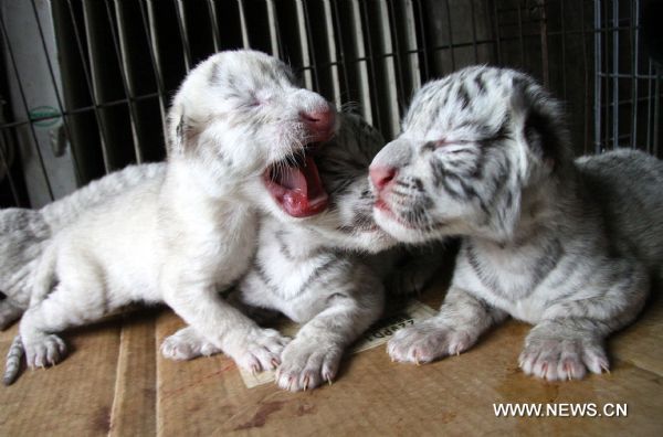 Tiger cubs yawn at a nursery house in the Xixiakou wildlife protection area in Weihai, east China&apos;s Shandong Province, May 21, 2011. The eight-year-old white tiger mother &apos;Lili&apos; gave birth Friday to two white female tigers and two snowwhite female tigers, belonging to a relatively rare species. These four tiger cubs now have to get fed from a &apos;dog mother&apos;, because the tiger mother, who has already given birth to another quadruplets of three snowwhite tigers and one white tiger last September, refuses to feed her kids. (Xinhua/Yu Qibo)(zxh) 