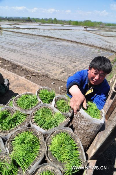 A farmer unloads rice seedlings in Ning&apos;an, a city of northeast China&apos;s Heilongjiang Province, May 21, 2011. The 8th solar term of &apos;Grain Full&apos;, a Chinese seasonal marker that tells farmers to work hard to secure a harvest as the grain becomes plump, falls upon Saturday. (Xinhua/Zhang Chunxiang) (yyq) (ljh) 