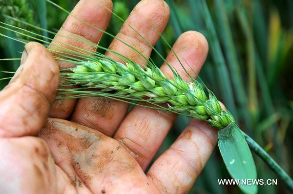 A farmer holds an ear of wheat to check its growing phase in Qingzhou, east China&apos;s Shandong Province, May 21, 2011. The 8th solar term of &apos;Grain Full&apos;, a Chinese seasonal marker that tells farmers to work hard to secure a harvest as the grain becomes plump, falls upon Saturday. (Xinhua/Wang Jilin) (yyq) (ljh) 