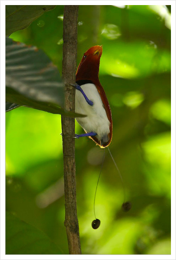 King Bird of Paradise (Cicinnurus regius) male on his display vine [Photo Courtesy of Tim Laman]