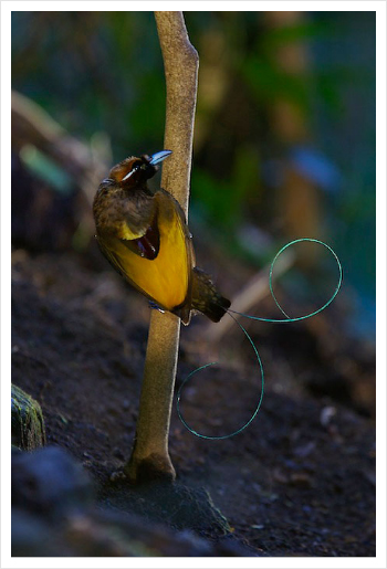 Magnificent Bird of Paradise (Cicinnurus magnificus) male at his display court [Photo Courtesy of Tim Laman]