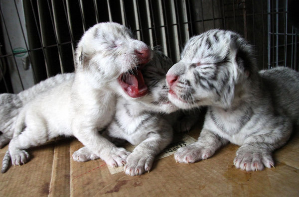 Dog nurses white tiger quadruplets
