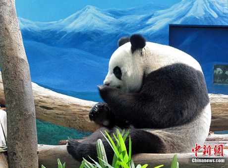 Yuan Yuan plays in the Taipei Zoo. [chinanews.com] 