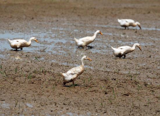 Many provinces in China including Hubei, Hunan, Jiangxi, Anhui, Yunnan, and Sichuan and Guangxi Zhuang Autonomous Region seem unable to shake off a drought that's lasted several months. 